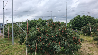Smart Farming and New Trade Routes Boost Guangxi’s Lychee Industry